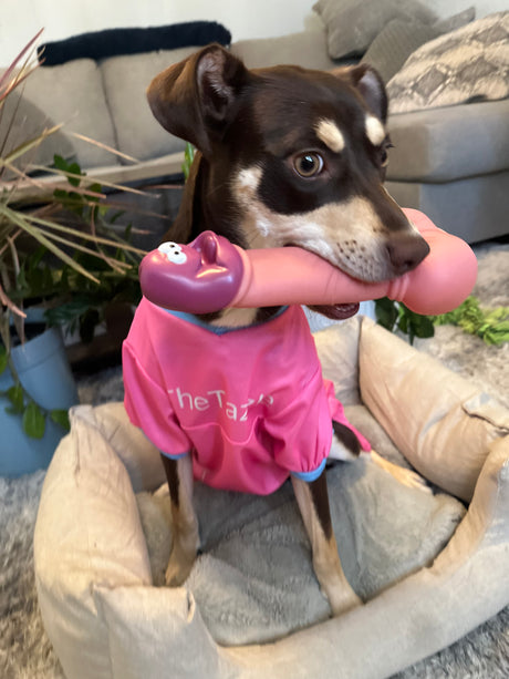 dog with the squeaky pecker dog toy. Dog with funny dog toy. Dog with funny penis shaped dog toy.  Dog with funny dildo dog toy.  Funny dog toys.